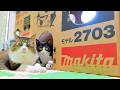 設計ミス⁉猫部屋に建設したばかりのマキタ城2703号室が危険すぎた