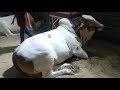 MASHALLAH || QURBANI 2022 || P.I.B WALO KA SHOQ|| BEAUTIES