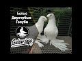 БЕЛЫЕ ДВУХЧУБЫЕ ГОЛУБИ / PIGEONS / TAUBE #Gulsarinfo©