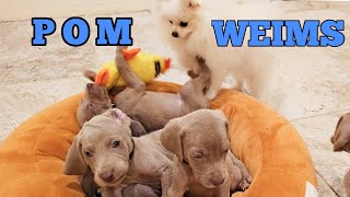 Weimaraners vs. Pomeranian