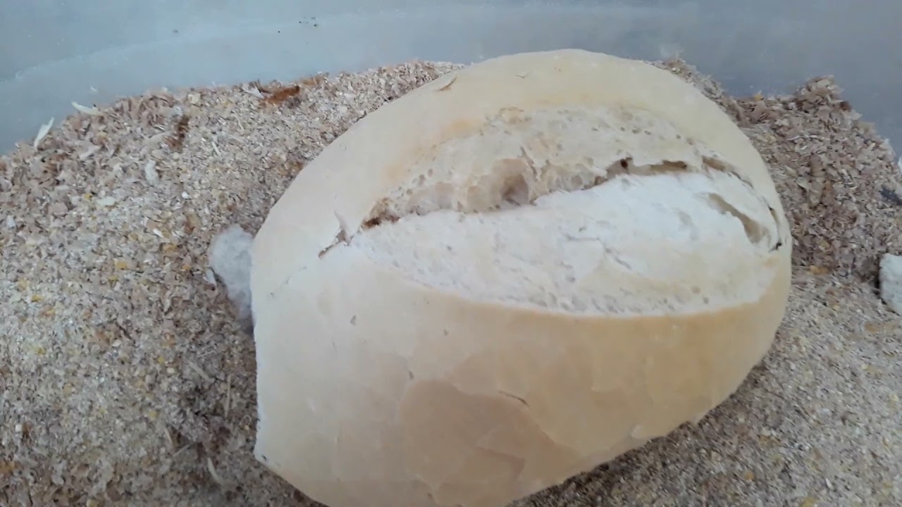 NINHADA DE TENÉBRIOS MOLITORES E A IMPORTÂNCIA DO PÃO NA CRIAÇÃO.