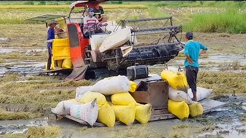 MÁY CẮT LÚA YANMAR 82 GIẢI CỨU MÁY KÉO LÚA BÁNH XÍCH BỊ SỤP LẦY máy gặt đập Liên Hợp