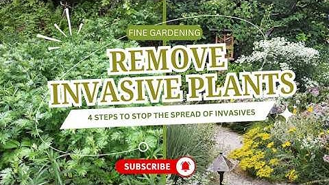 4 Steps to Remove Invasive Plants