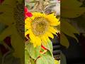 Sunflower growth……. #gardenflowers #nature #amazing #gardenplants #plantsofindia #gardening # garden
