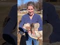 There’s no graceful way to catch a goose. #goosewrangler #beastandberryfarm