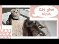 ولادة قطتي كاملة 😍  |  Cat Giving Birth to 3 kittens