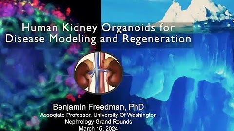 Beno Freedman, PhD -  Human Kidney Organoids for Disease Modeling and Regeneration