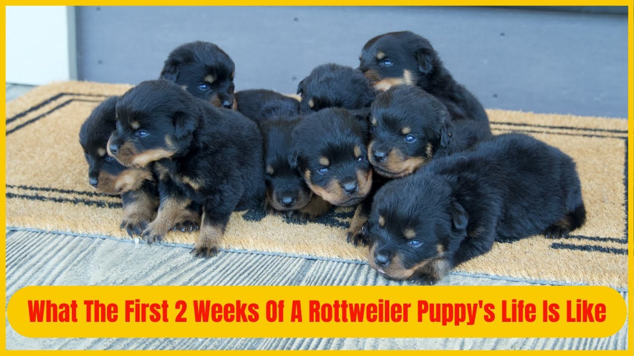 What The First 2 Weeks Of A Rottweiler Puppy's Life Is Like - YouTube