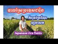 Beautiful Japanese rice fields | វាលស្រែប្រទេសជប៉ុនកំពុងប្រែព៌ណស្លាបសេក