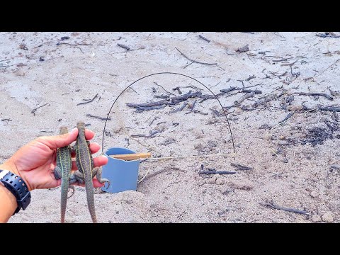 Video Đi bẫy dông, đào mối và bắt tôm tích vàng (Catching... - youtube
