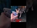 How Neighborhood Stray Cats Worked Together to Find a Missing Pet