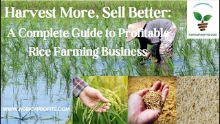 Harvest More, Sell Better: A Complete Guide to Profitable Rice Farming Business