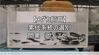 【メダカ飼育】累代系統の選別 閃黒（せんこく）Medaka sorting