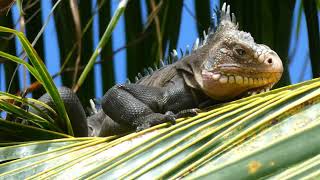 Lesser Antillean Iguana (Iguana delicatissima), Desirade