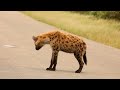 Day 15 - Satara: 3 Lioness vs Wildebeest...who wins this game of chess 🤔