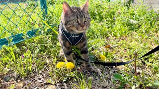 川沿いの公園を散歩したら楽しすぎてテンションが上がってしまった子猫w