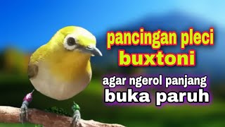 Pleci Gacor Ngerol Panjang Mencari Lawan
