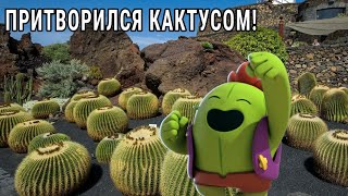 ПРИТВОРИЛСЯ КАКТУСОМ!