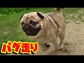 これが、パグ走り! 突然はじまるパグ犬独特の大興奮【部屋の中バージョン(笑)】うちのパグ『おまめ日記』《ブサかわパグ動画》