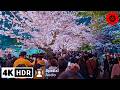 Crazy crowds at tokyos top 5 cherry blossom spots  4kr  2 hours walk