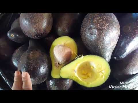 Vídeo: Como Acelerar O Amadurecimento De Abacates