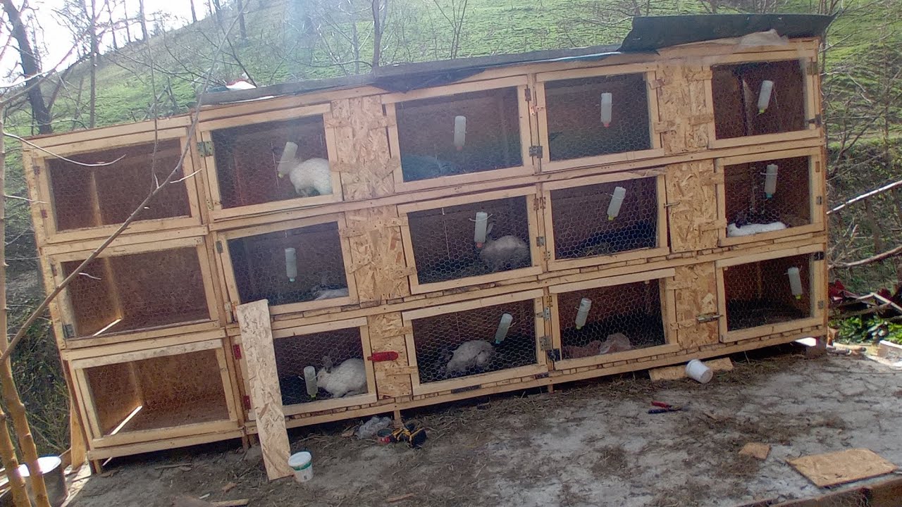 am terminat cușcă pentru iepuri+au deschis ochi puii de fluture german