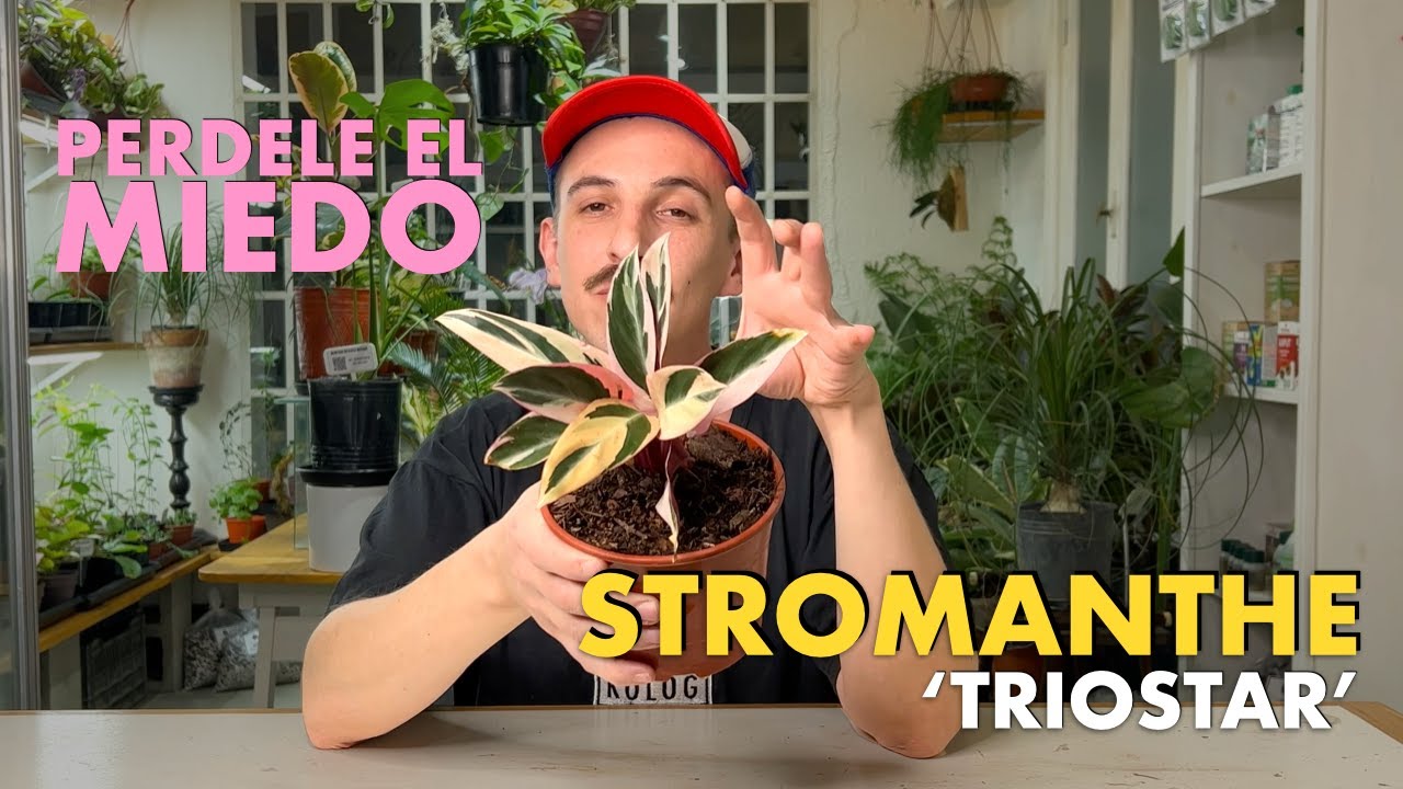 🌱 Cuidando Plantas: Stromanthe triostar 🌱 Todas las claves para que no pare de crecer! 💡