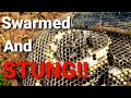 CRAZY Yellow Jacket Ground Nest! | Swarmed and STUNG! | Wasp Nest Removal