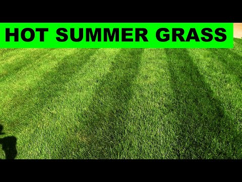 Video: Grässkötsel i varmt väder: Underhåll din gräsmatta i sommarvärme