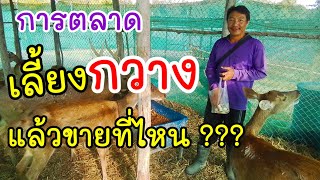 การตลาด🦌🦌เลี้ยงกวางแล้วขายที่ไหน ???