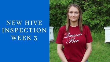 New Hive Inspection Week #3