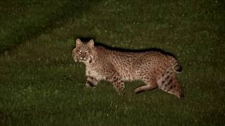 Huge bobcat hunting the call comes insanely close to the truck at night! Night Crew S1E1'THE PILOT'