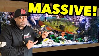 MASSIVE PEACOCK BASS EATS EVERYTHING!