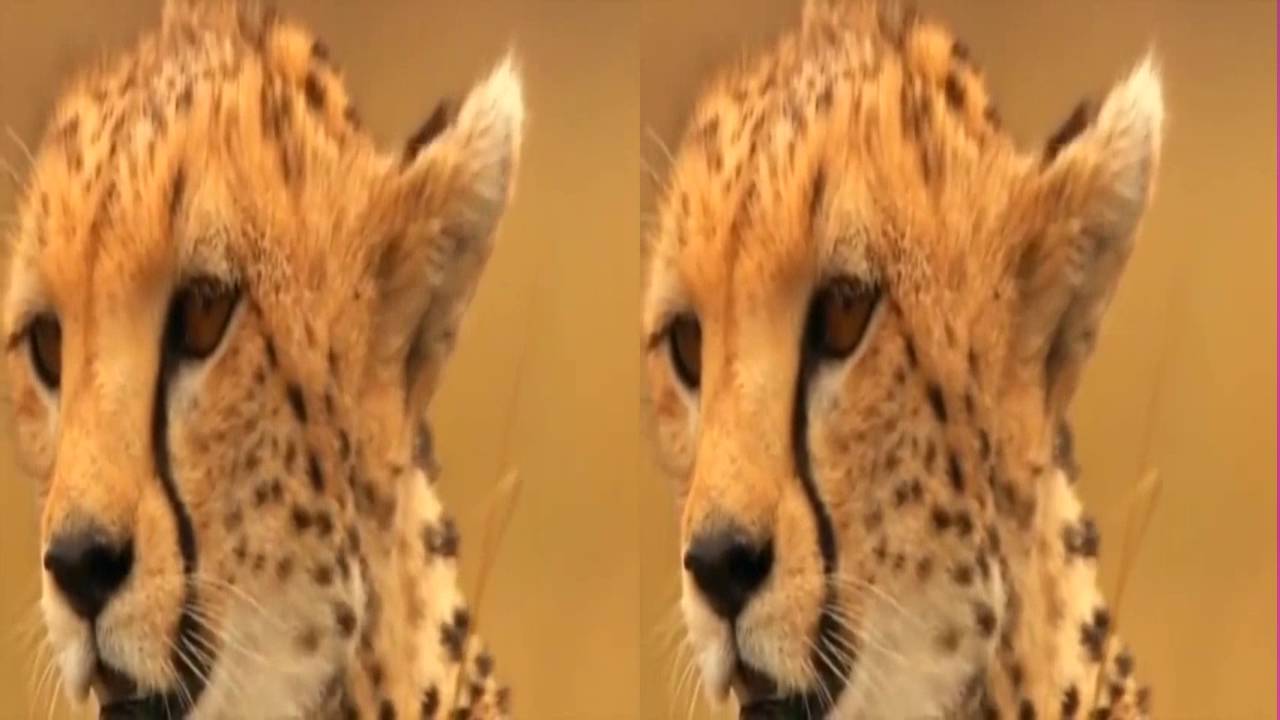 Animal Documentary National Geographic Cheetah, SPEED TO KILL - YouTube