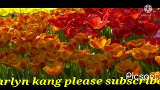 TULIPS FLOWER WITH BIRDS SINGING AND RELAXING BACKGROUND MUSIC #atmyworst @ikawatako #tulipsflowers screenshot 2