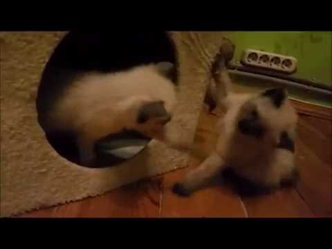 Video: Siāmas Kaķu Kaķu šķirne Hipoalerģiska, Veselība Un Dzīvība
