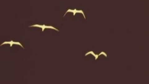 Our Ceasing Voice - The Inevitable Fall