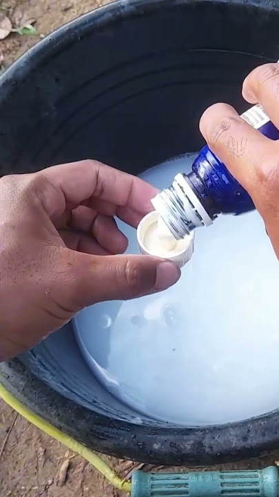 HAH ‼️ AGUS Bisa basmi kutu daun dan tungau ❓️