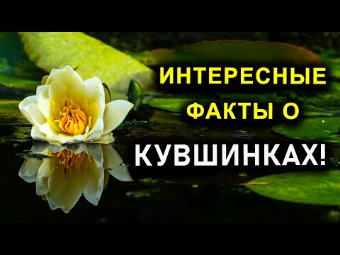 ИНТЕРЕСНЫЕ ФАКТЫ О КУВШИНКАХ!