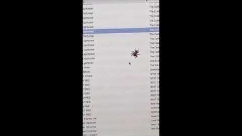 SPIDER vs BLACK CURSOR