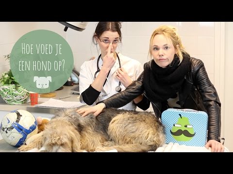 Video: Hoe U Uw Hond Thuis Kunt Wegen&nbsp