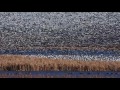 Squaw Creek Wildlife Refuge - Fall 2016 Migration