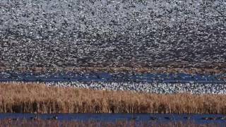 Squaw Creek Wildlife Refuge - Fall 2016 Migration