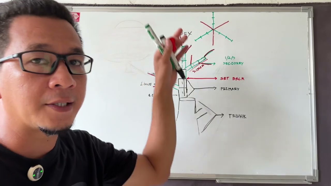 Vlog#20 papano gumawa ng apex ng bonsai🌳