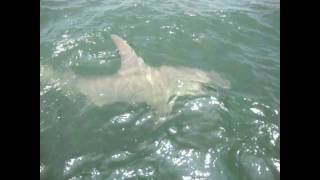 BIG Hammerhead Shark - Hilton Head, SC - Outcast Sport Fishing