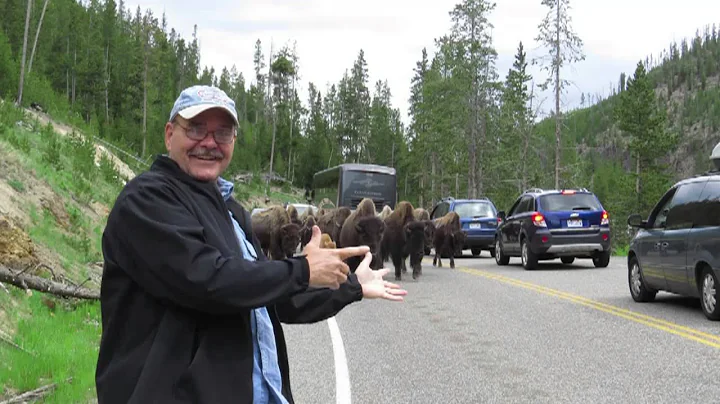Buffalo "Stampede" at Yellowstone