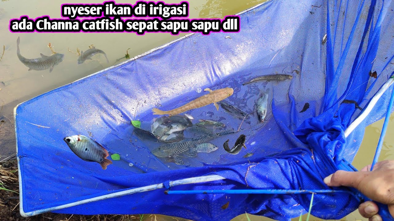 PAKAI SESER JUMBO .. ADA CATFISH CHANNA SEPAT DLL