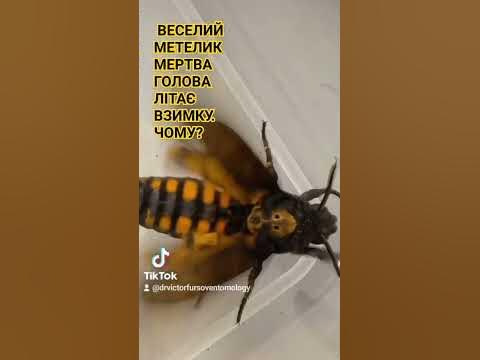 ВЕСЕЛИЙ МЕТЕЛИК МЕРТВА ГОЛОВА ЛІТАЄ ВЗИМКУ У КИЄВІ? Чому? Дивись. Київ ...