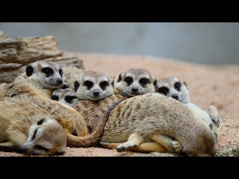 Video: Maak meerkatte goeie troeteldiere?
