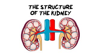 Intro to the Kidney Structure